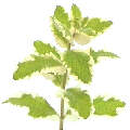  Natural Scottish
 Herbal Products 