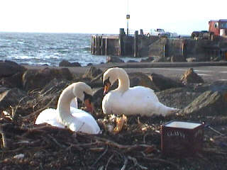  Swan Park 